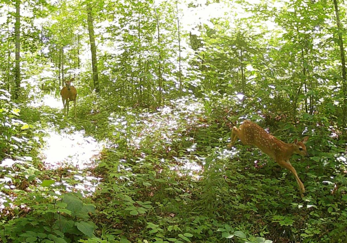 2 Deer running at a farm